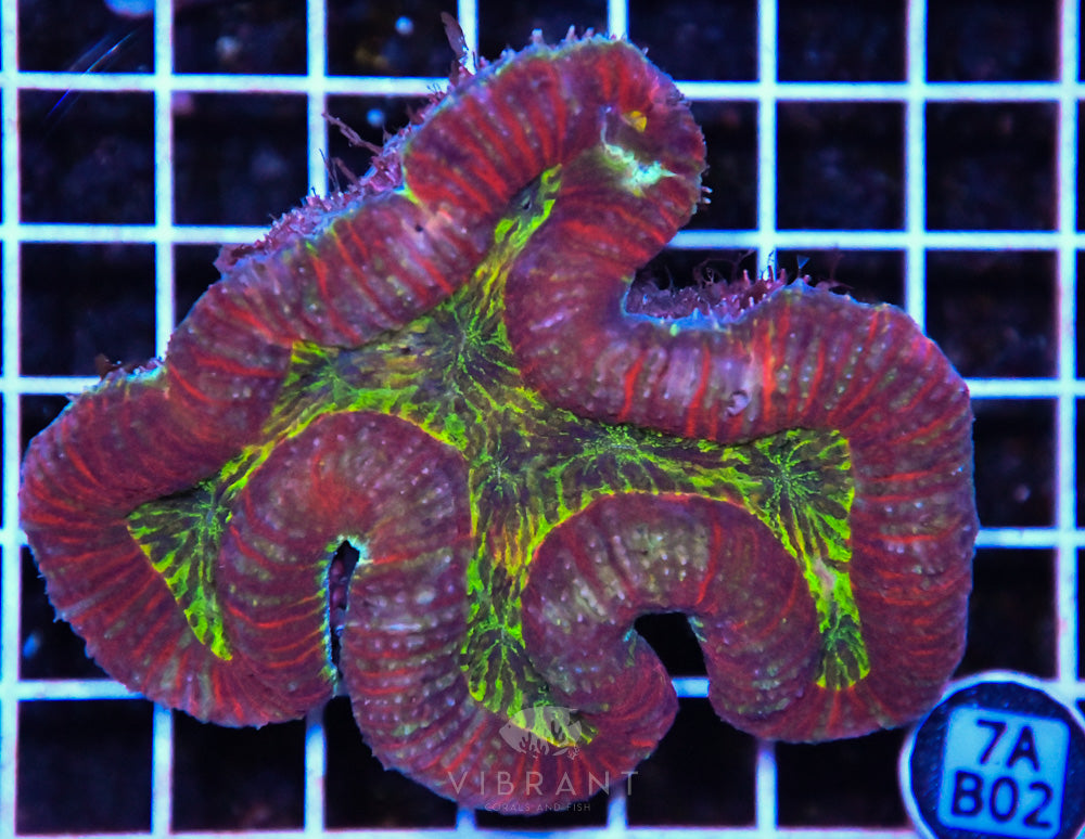 Symphyllia Ultra SOL