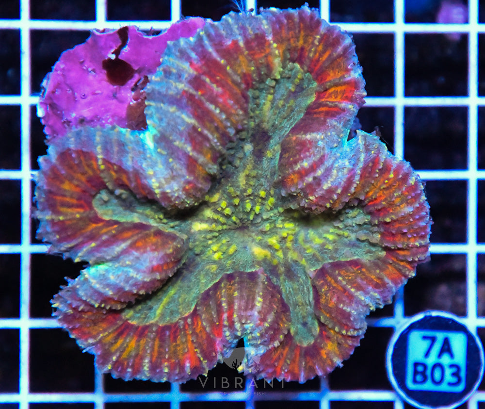 Symphyllia Ultra SOL
