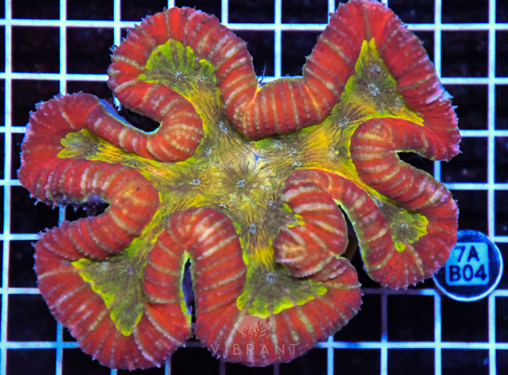 Symphyllia Ultra SOL