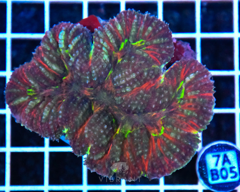 Symphyllia Ultra SOL