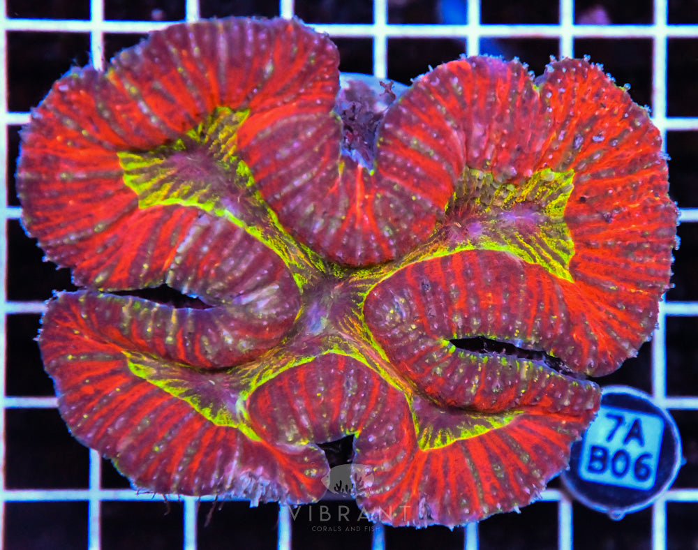 Symphyllia Ultra SOL