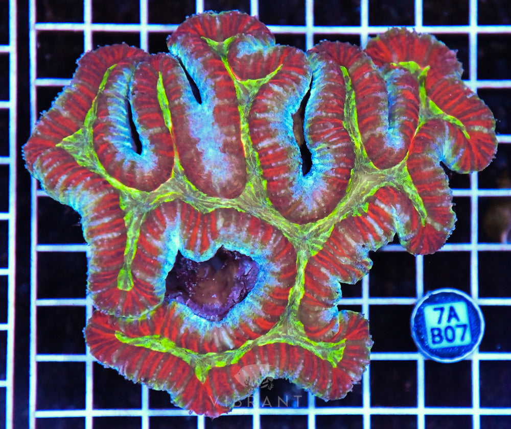 Symphyllia Ultra SOL