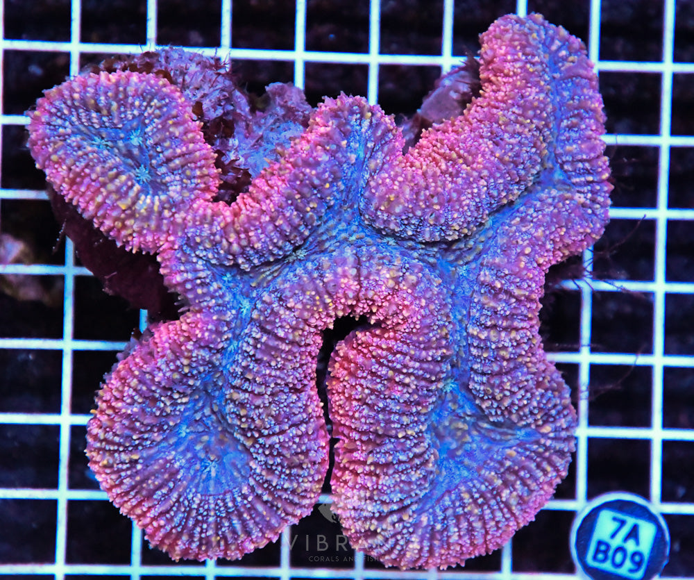 Symphyllia Ultra SOL