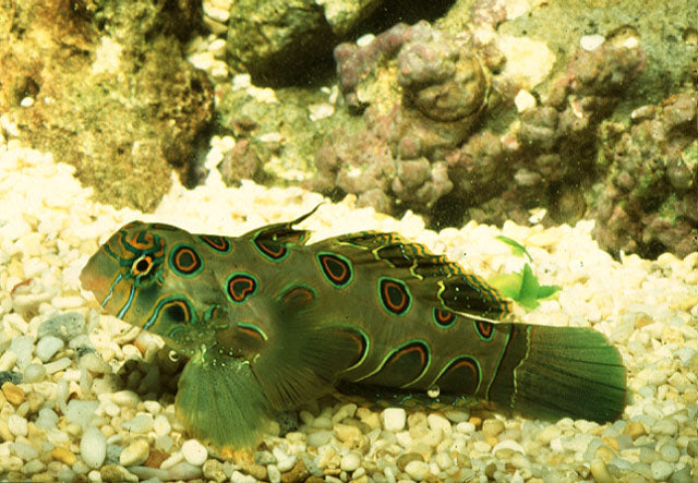 Target Mandarin (Synchiropus Picturatus)