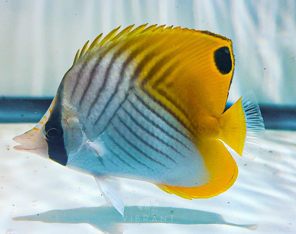 Threaded Butterfly Fish 3” SAMPLE