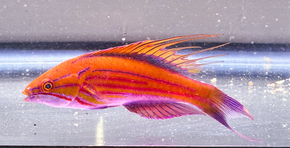 Threadfin Flasher Wrasse 2" sample