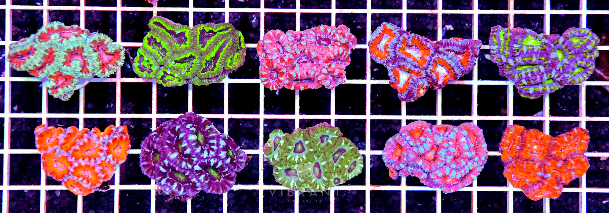 Acan Lord Tiny Pack 10pc SAMPLE