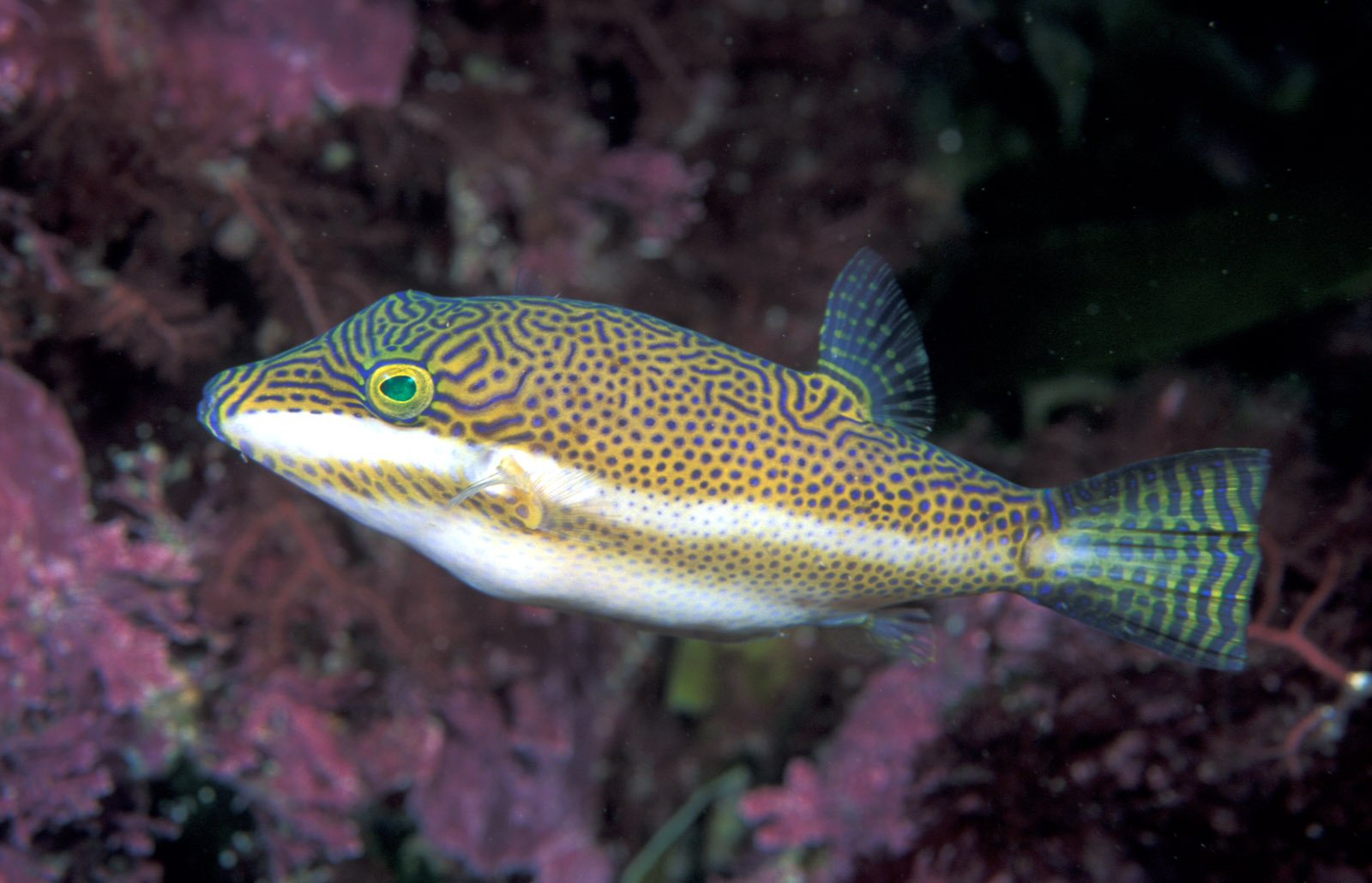 Neon Puffer (Canthigaster Bennetti)