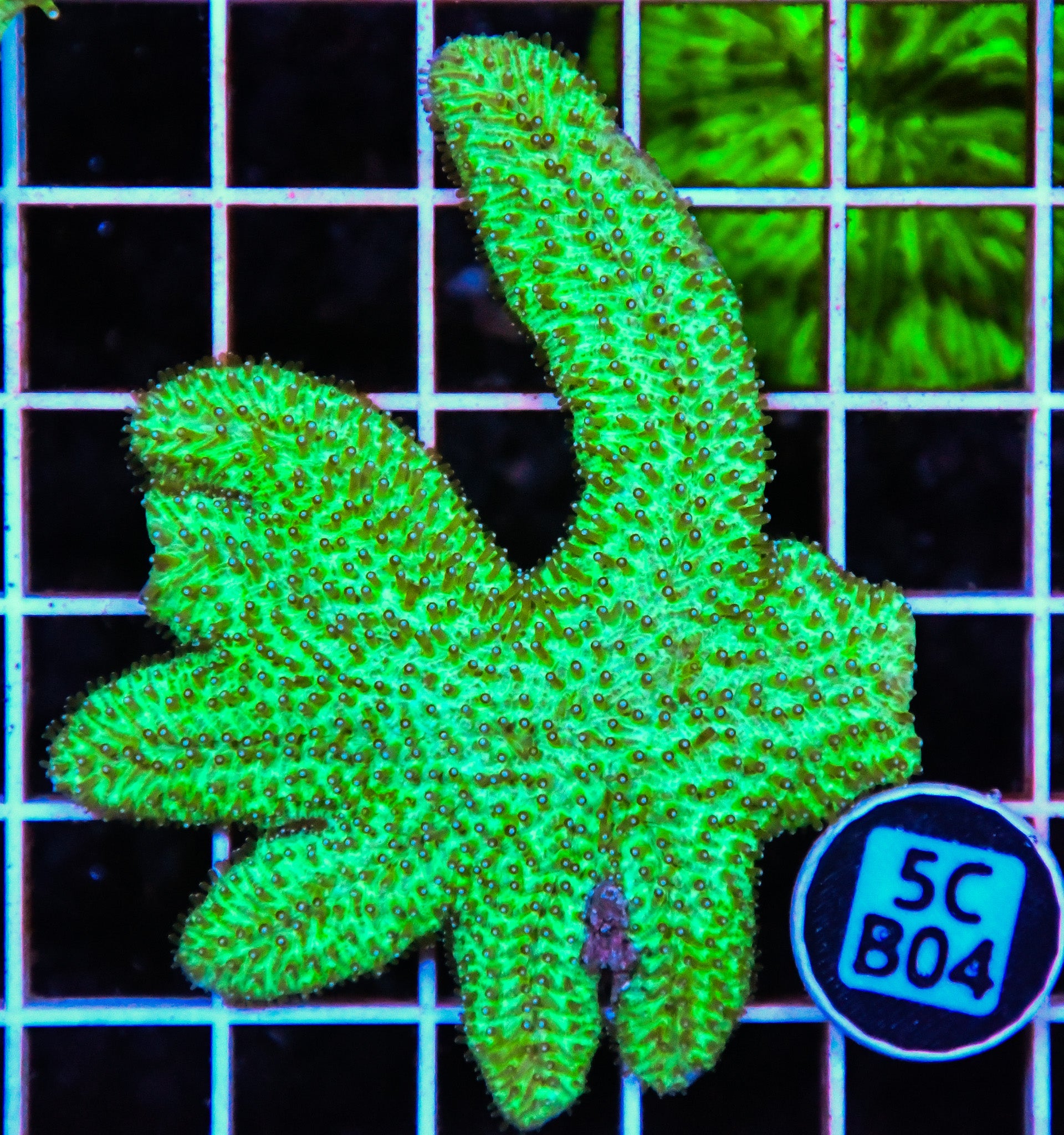Tongue Coral AUS
