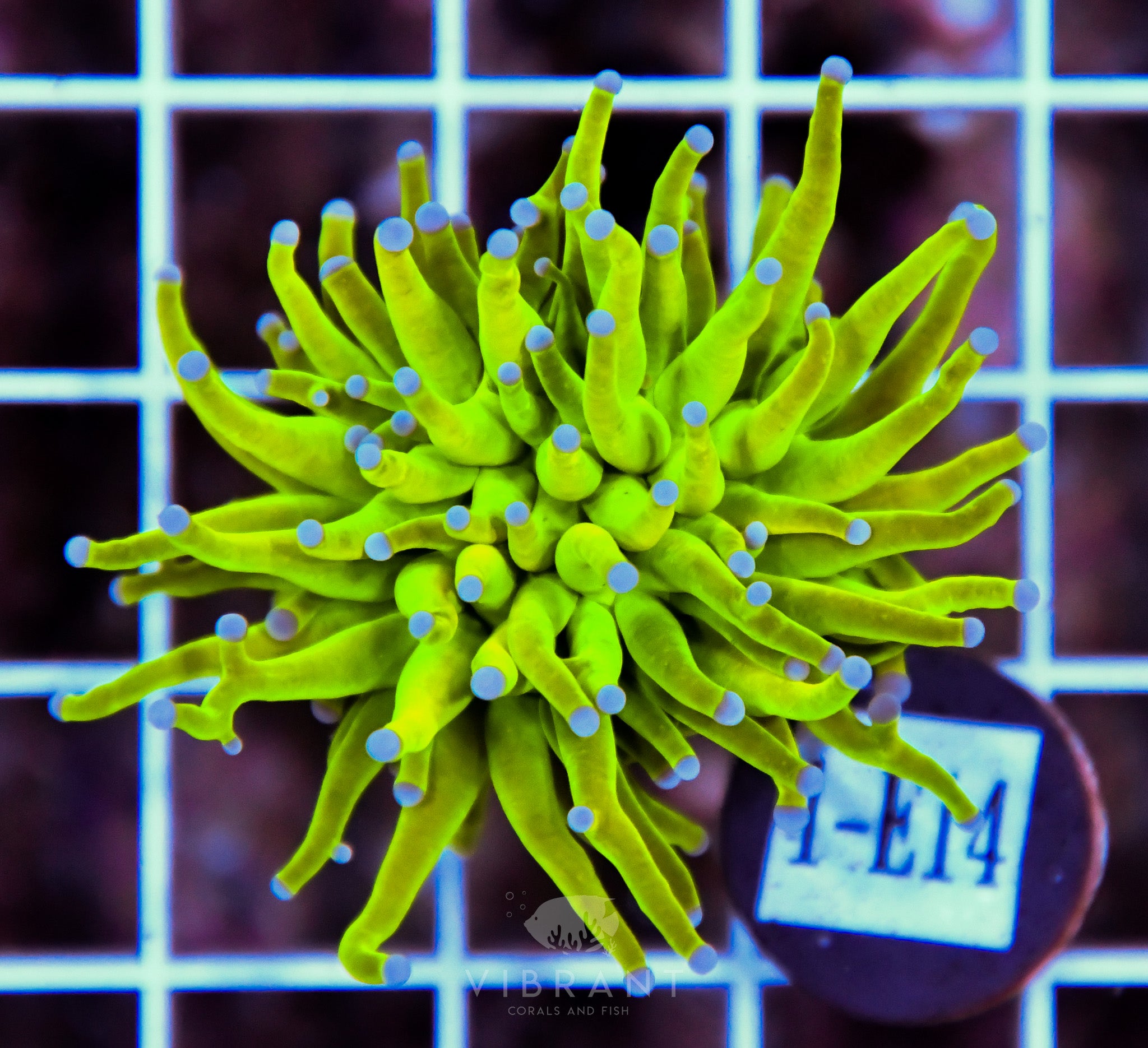 Torch Holy Grail INDO W