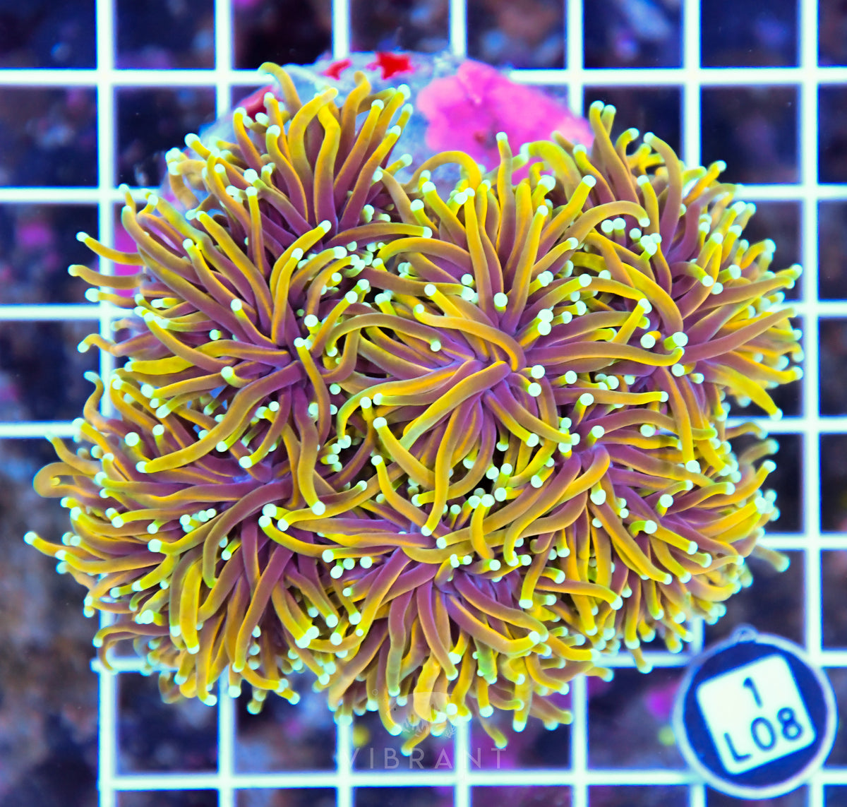 Torch INDO