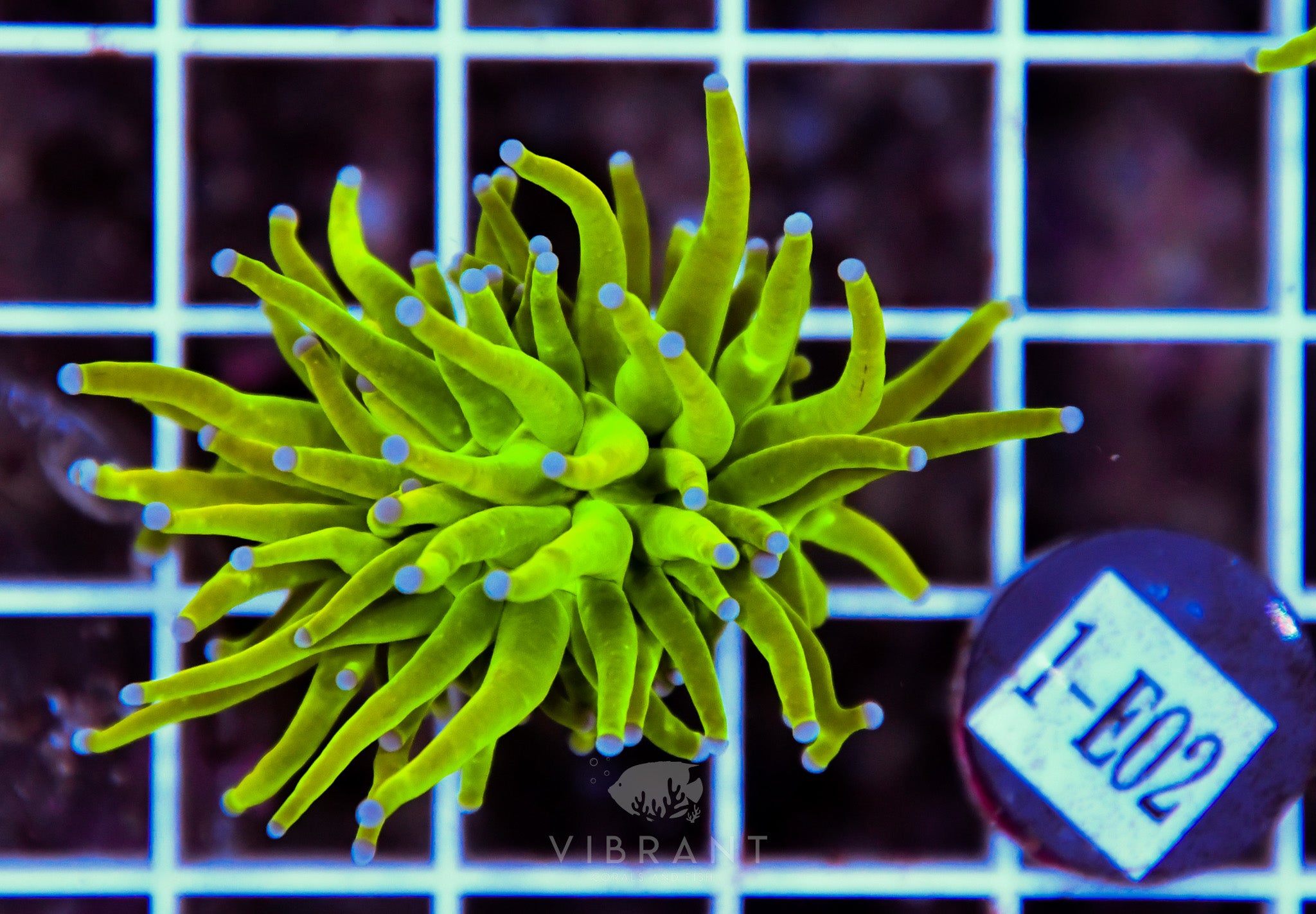 Torch Holy Grail INDO W