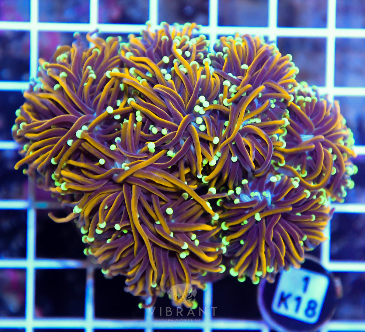 Torch INDO