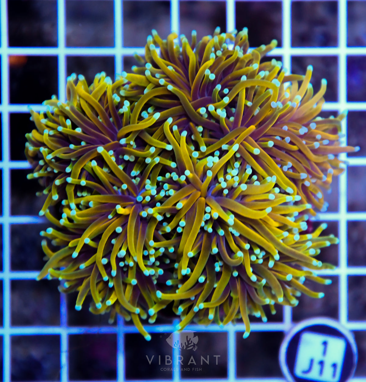 Torch INDO