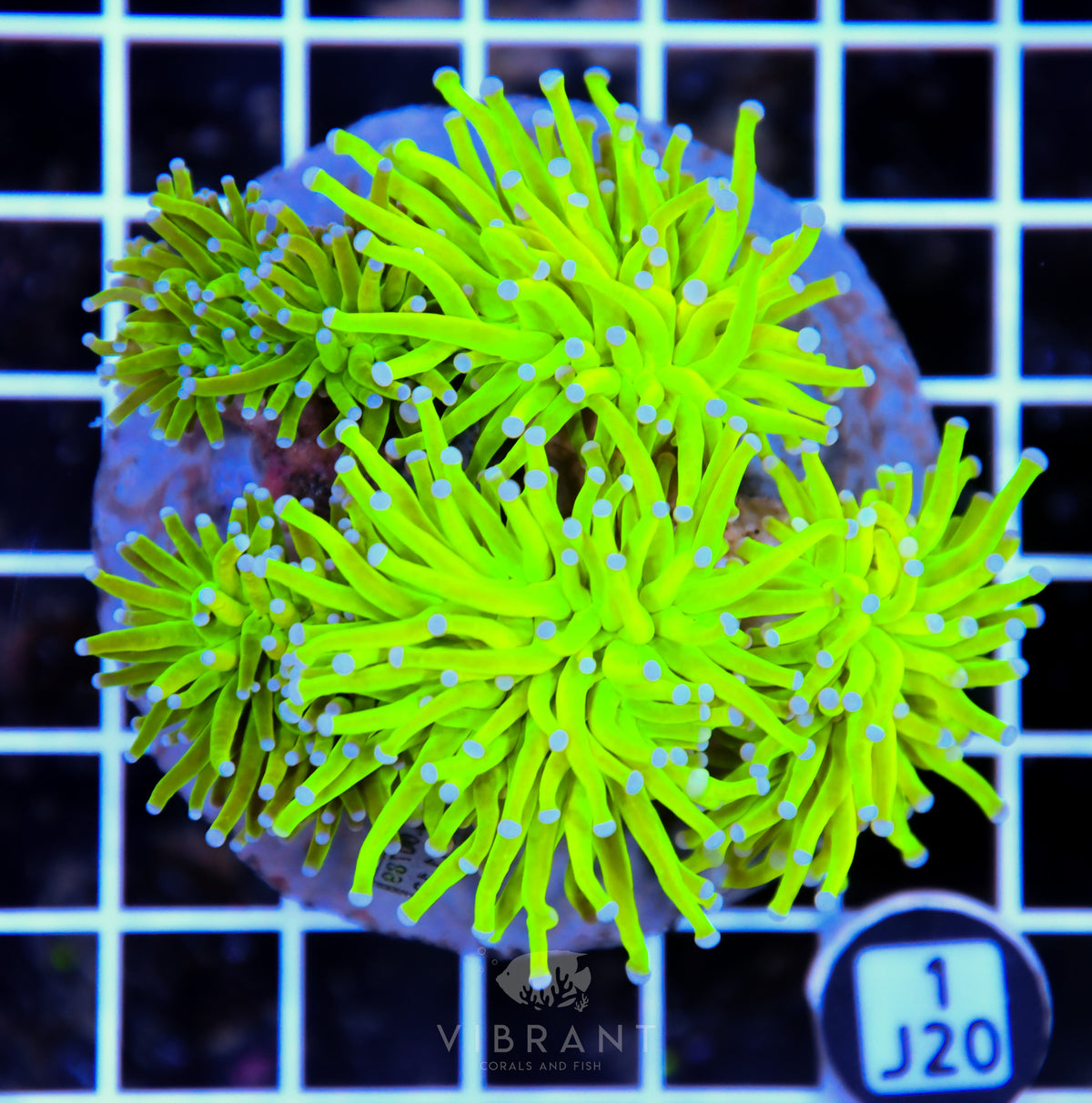 Torch INDO