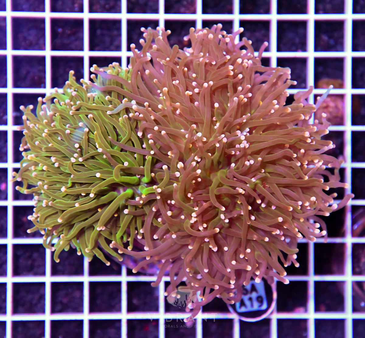 Torch INDO