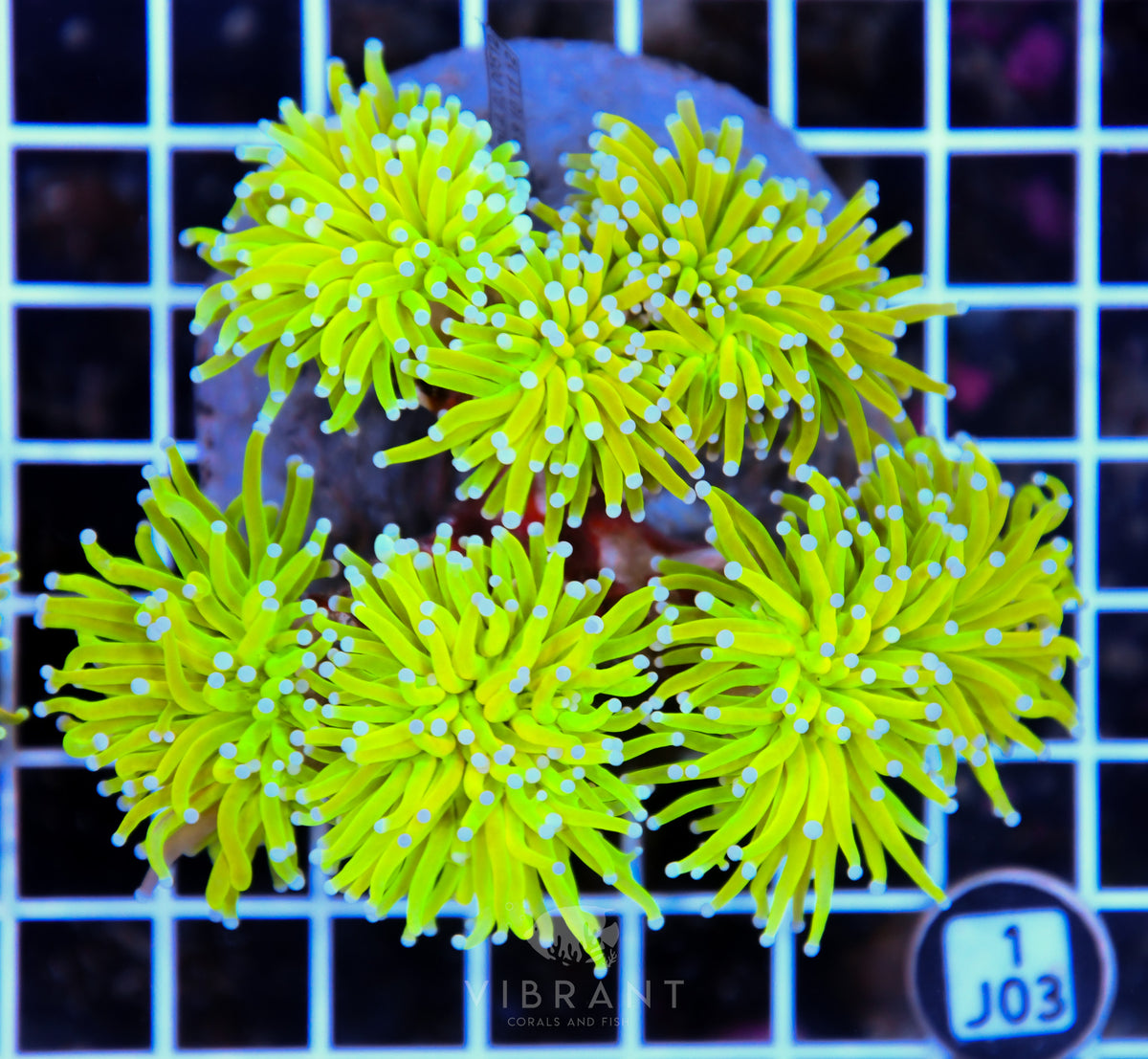 Torch INDO