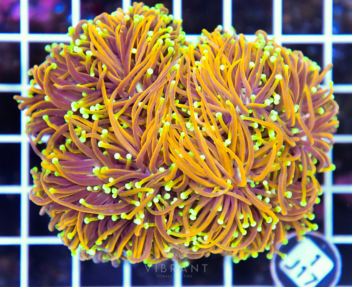 Torch INDO