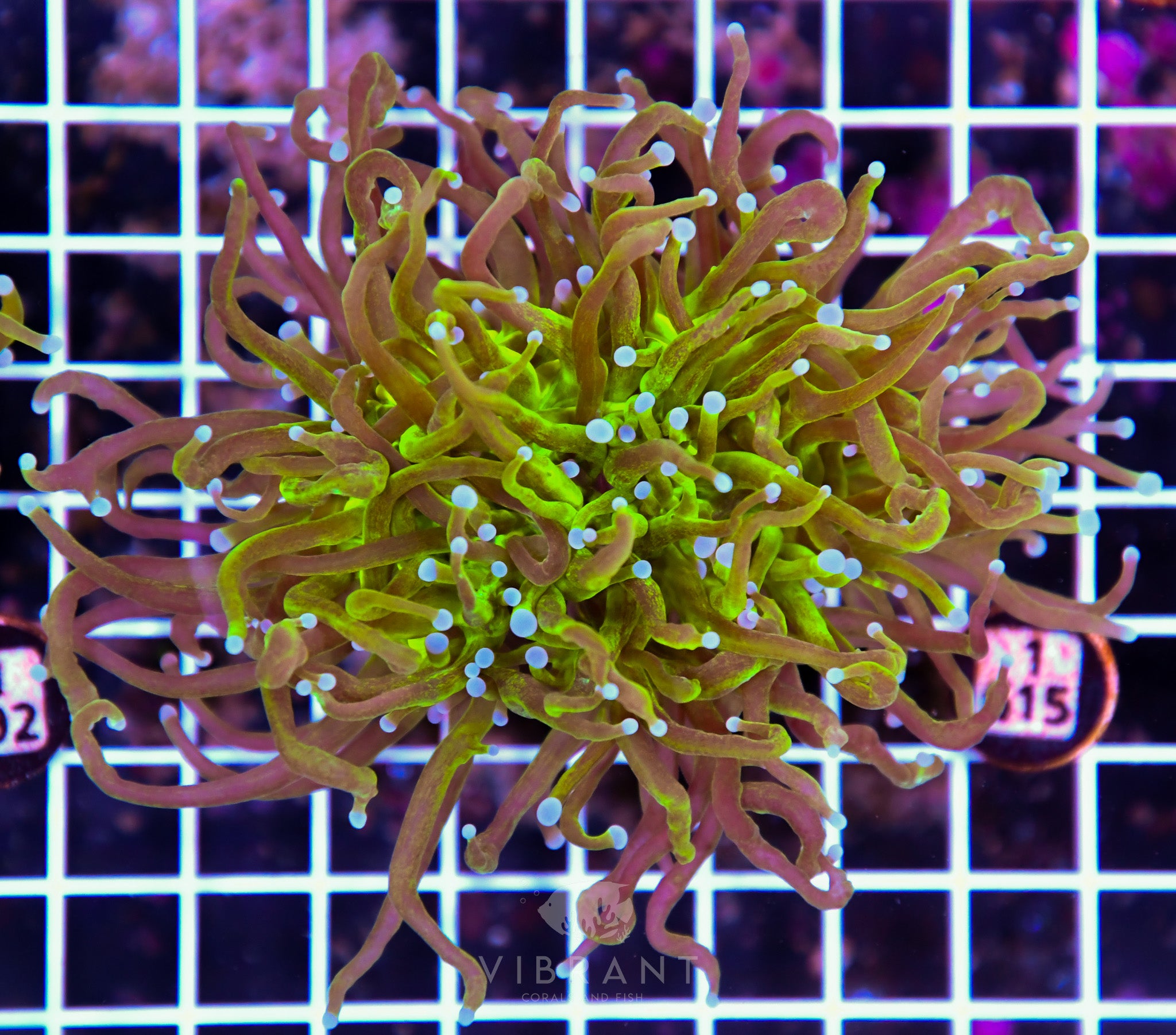 Torch INDO