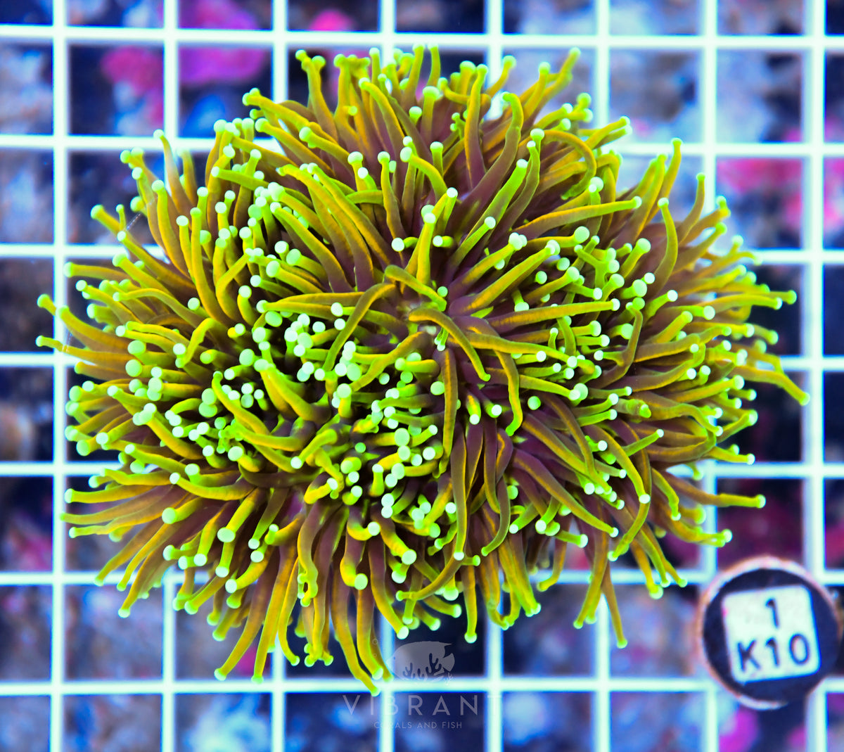 Torch INDO