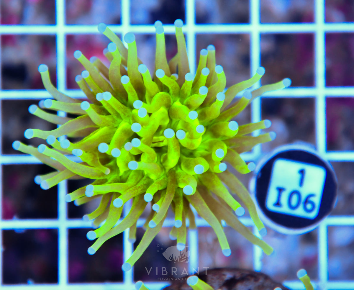 Torch INDO