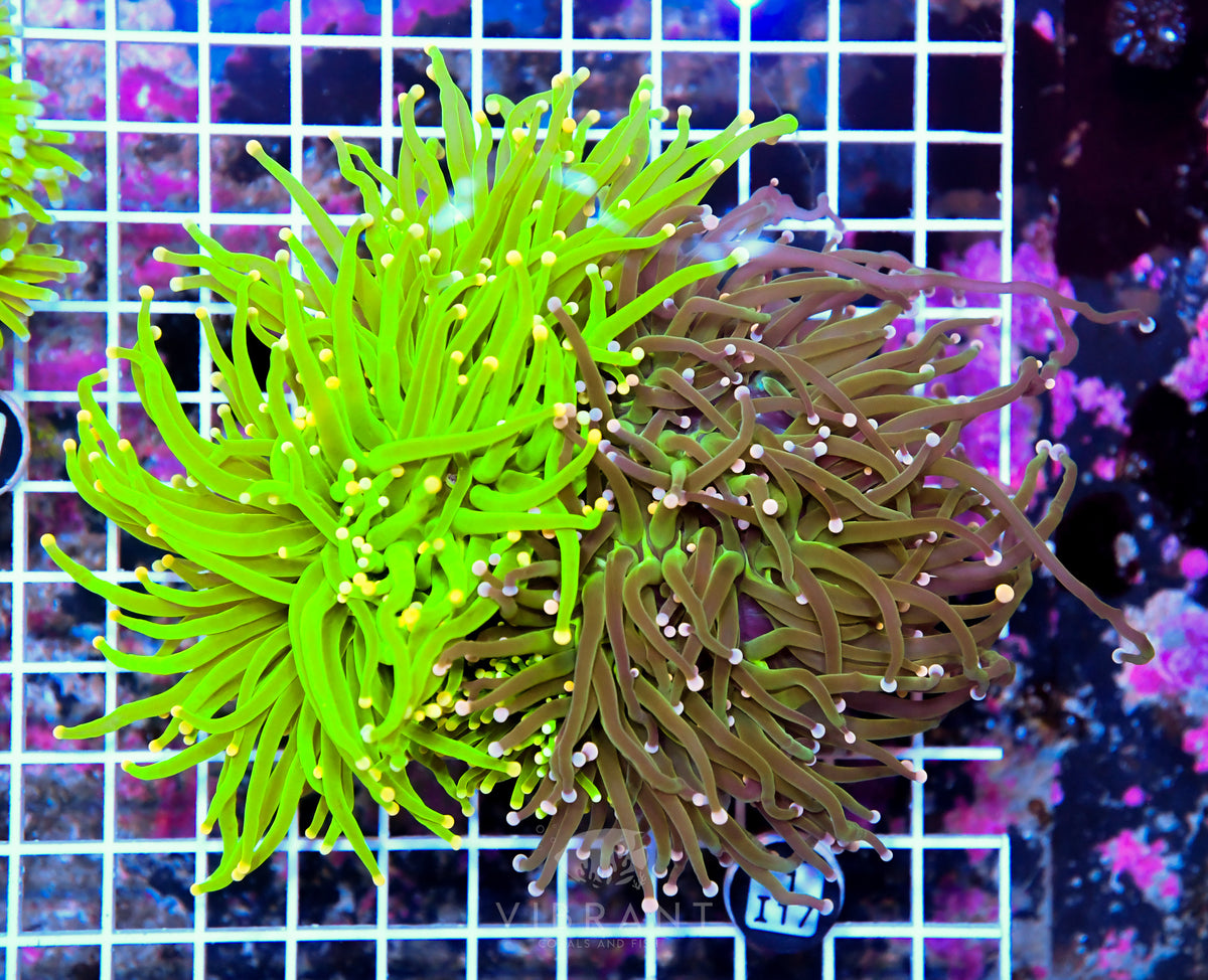 Torch INDO