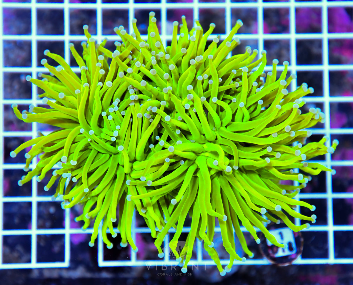 Torch INDO