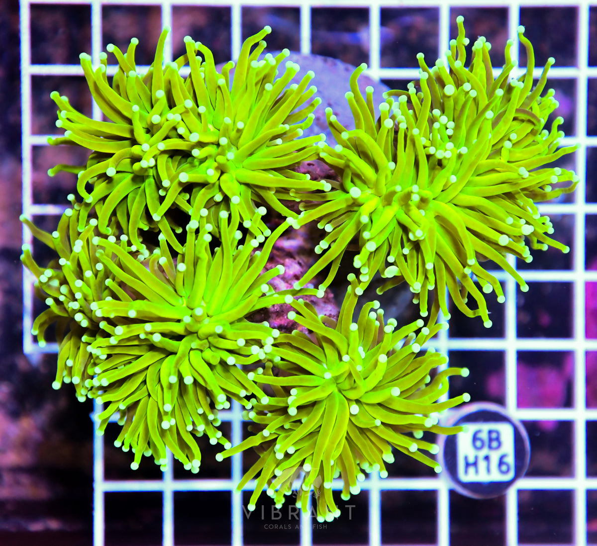 Torch INDO