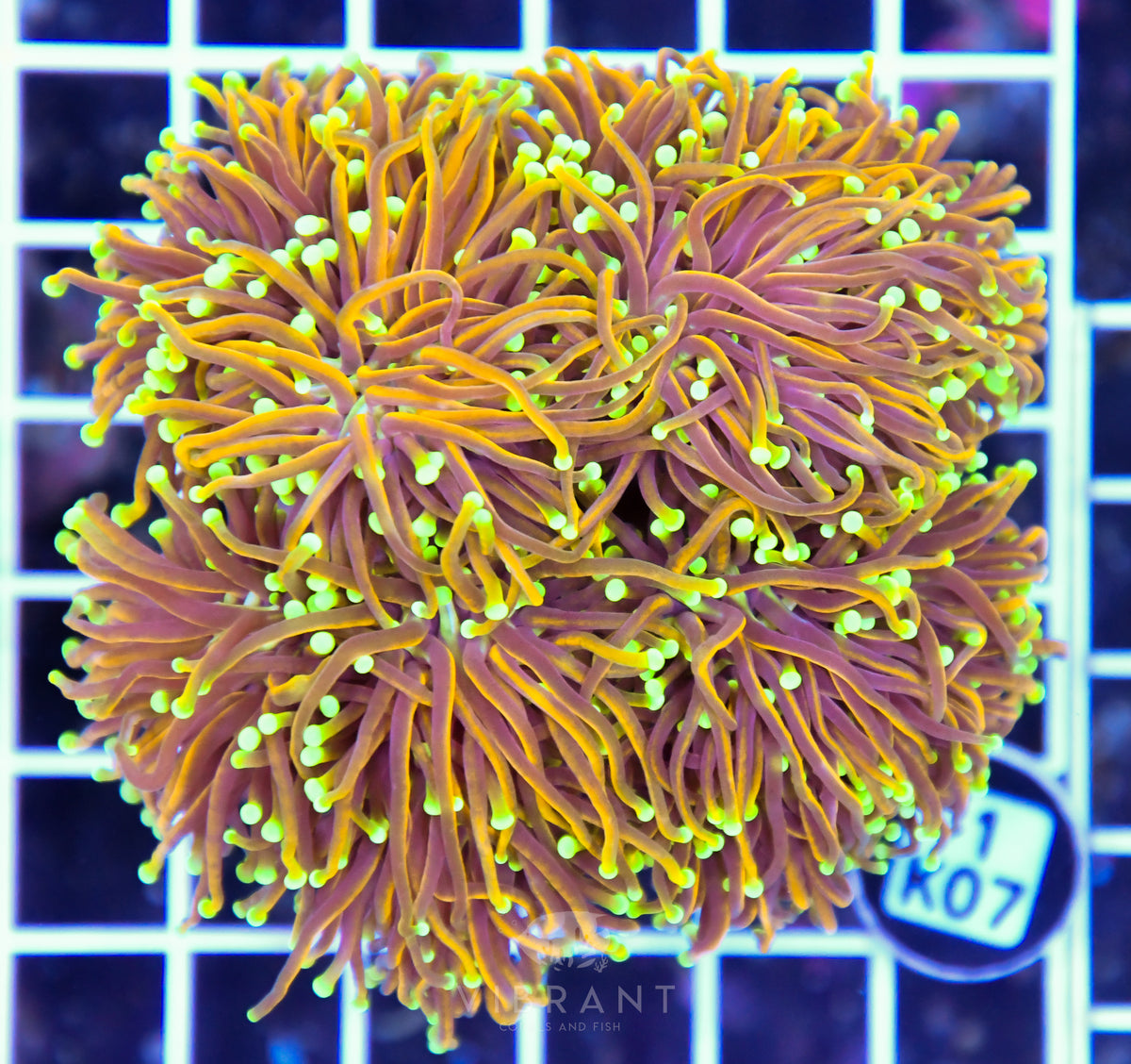 Torch INDO