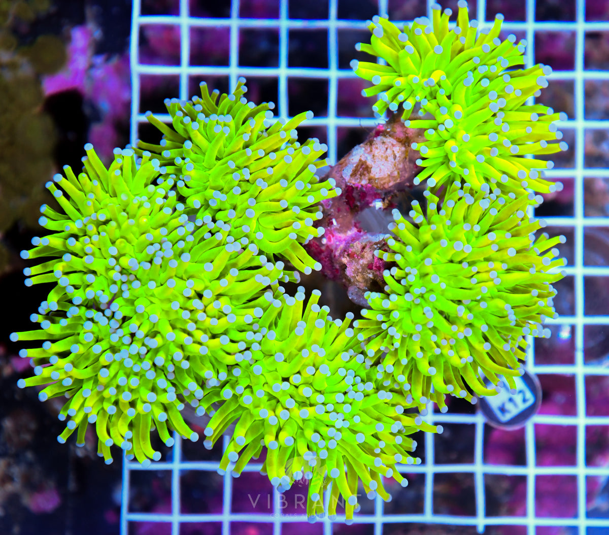 Torch INDO