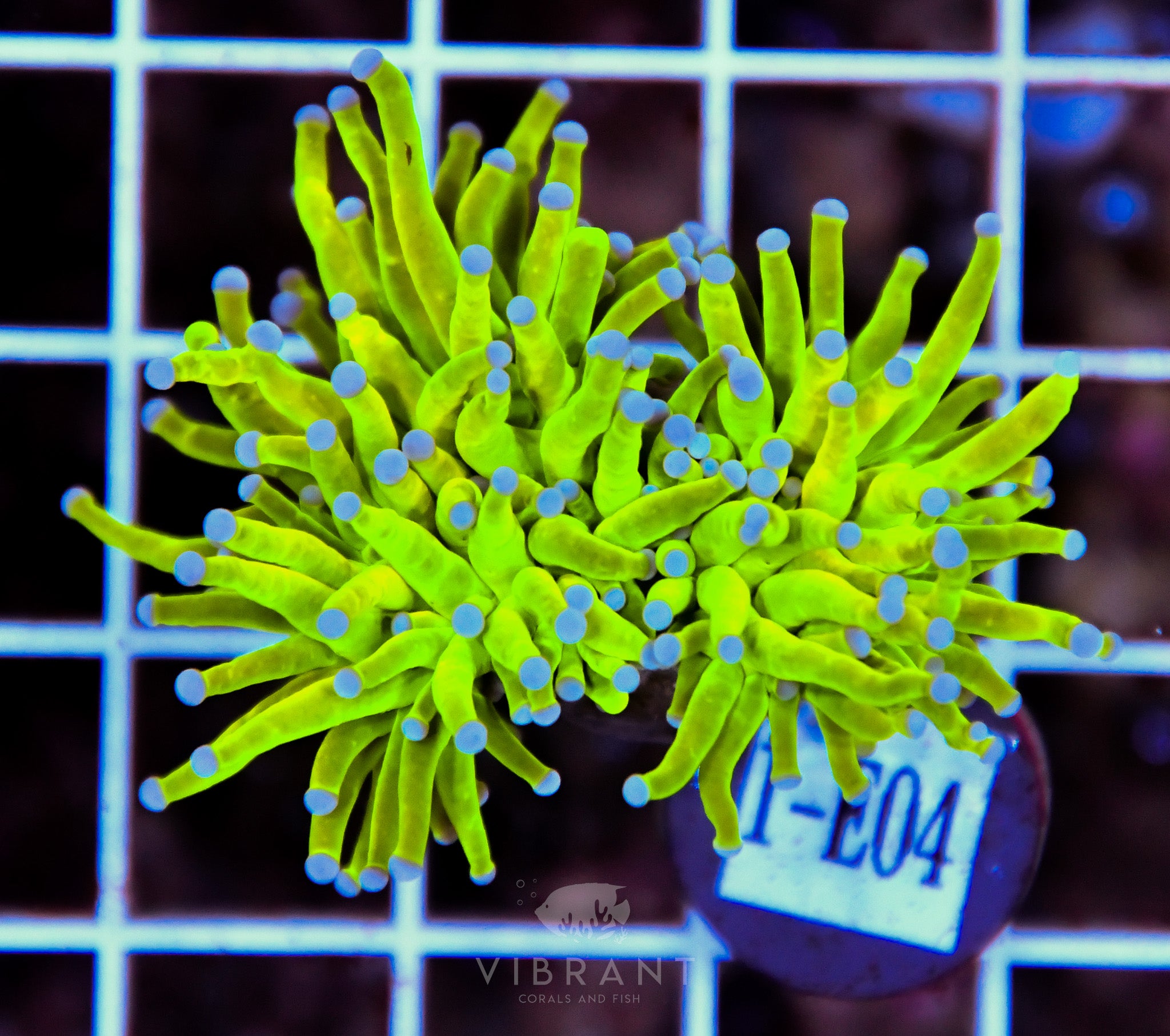 Torch Holy Grail INDO W