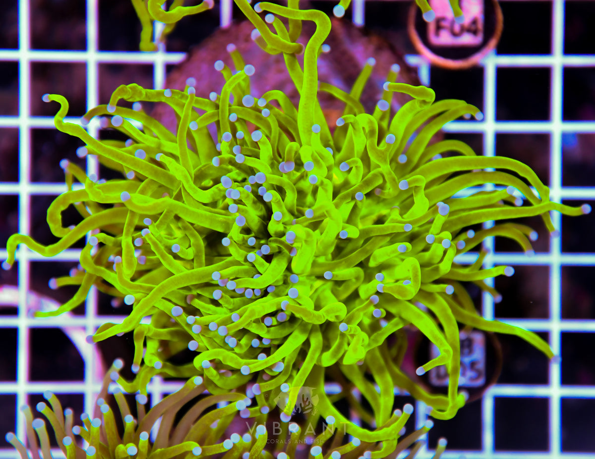 Torch INDO