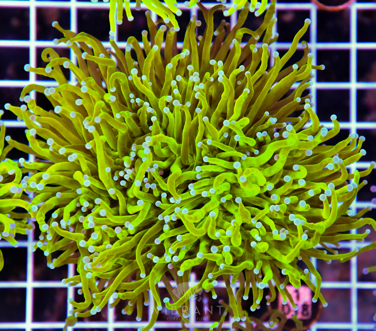 Torch INDO