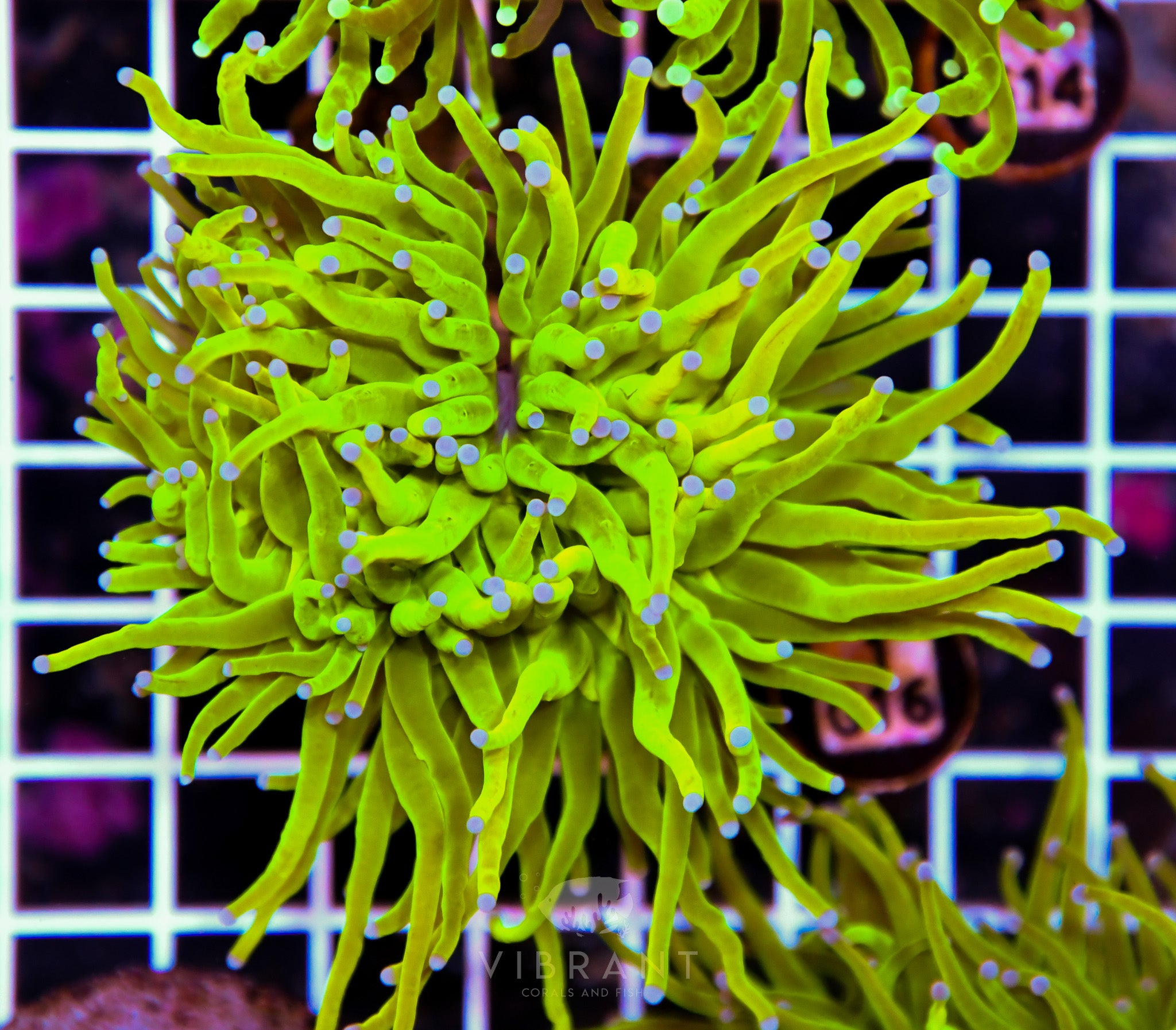 Torch INDO