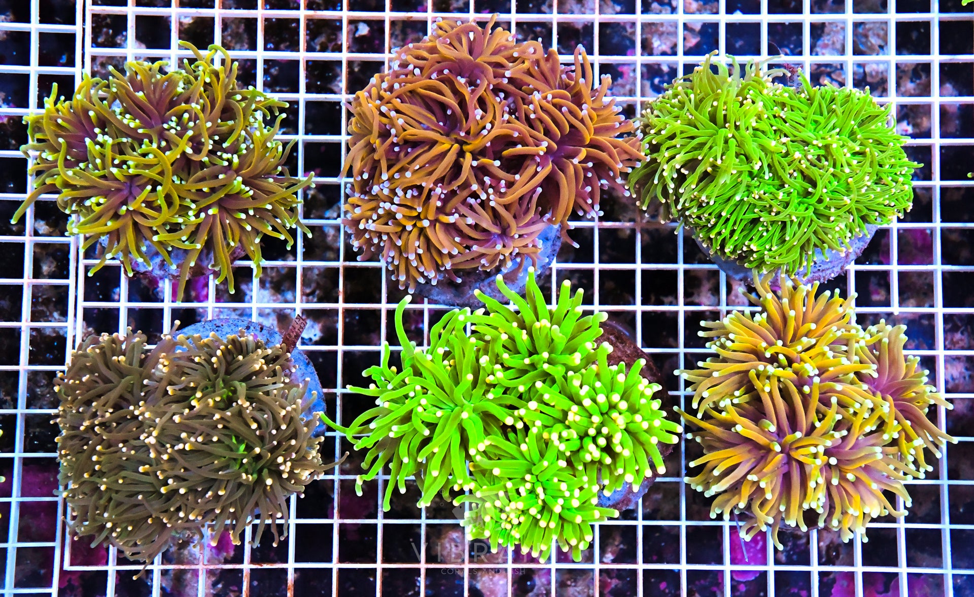 TORCH COLONY INDO 6pc SAMPLE