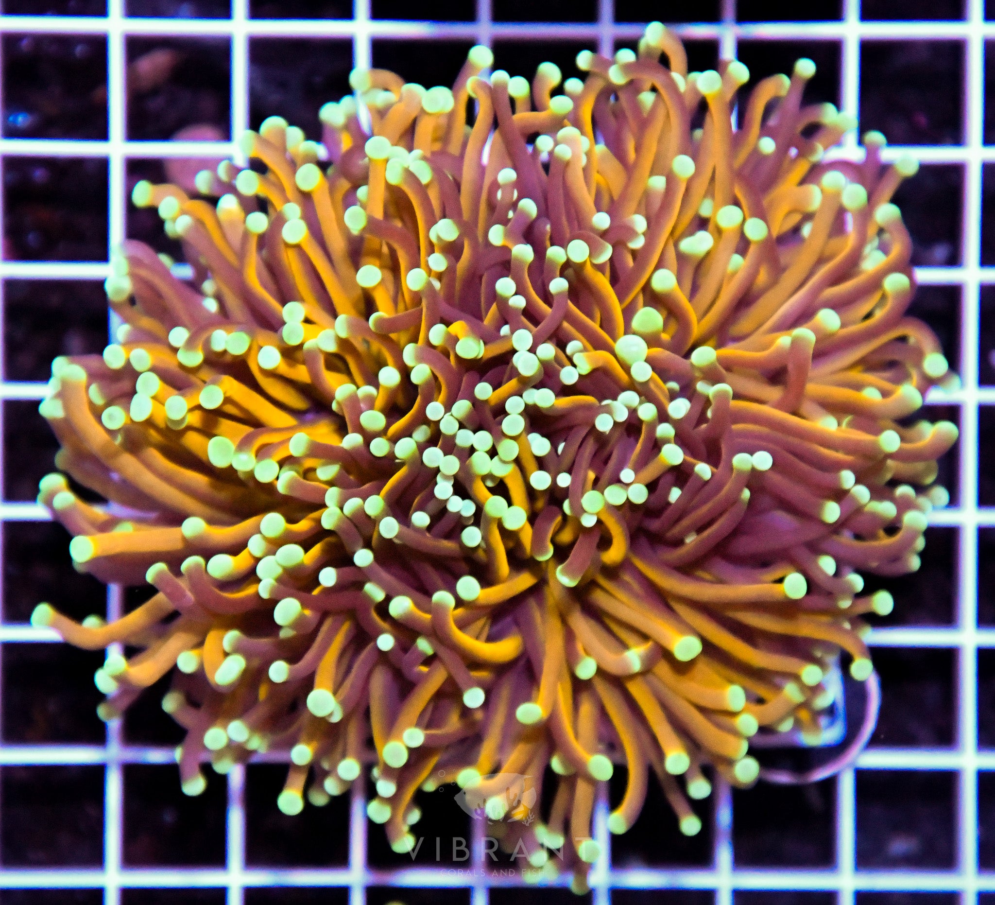 Torch GOLD AUS