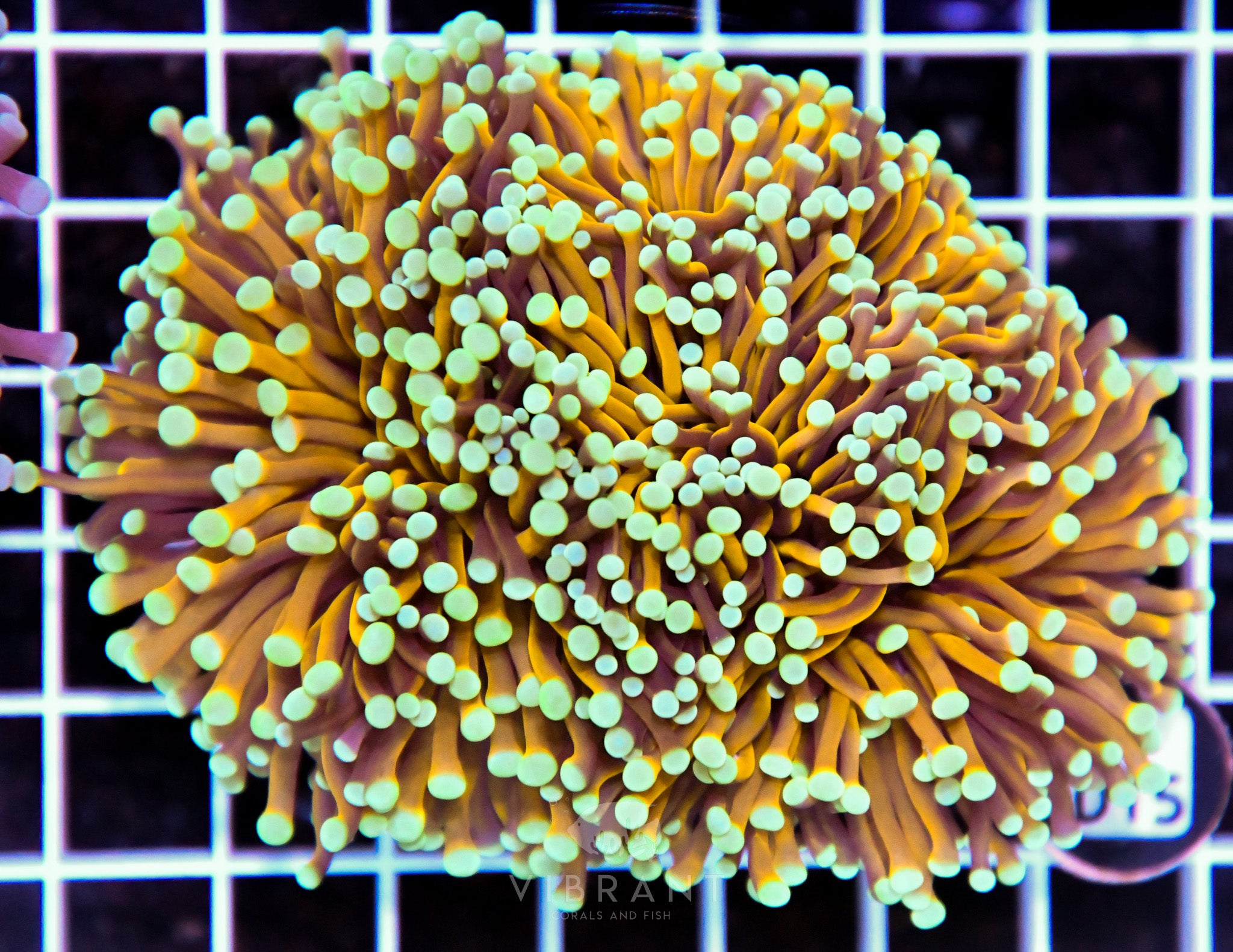Torch GOLD AUS