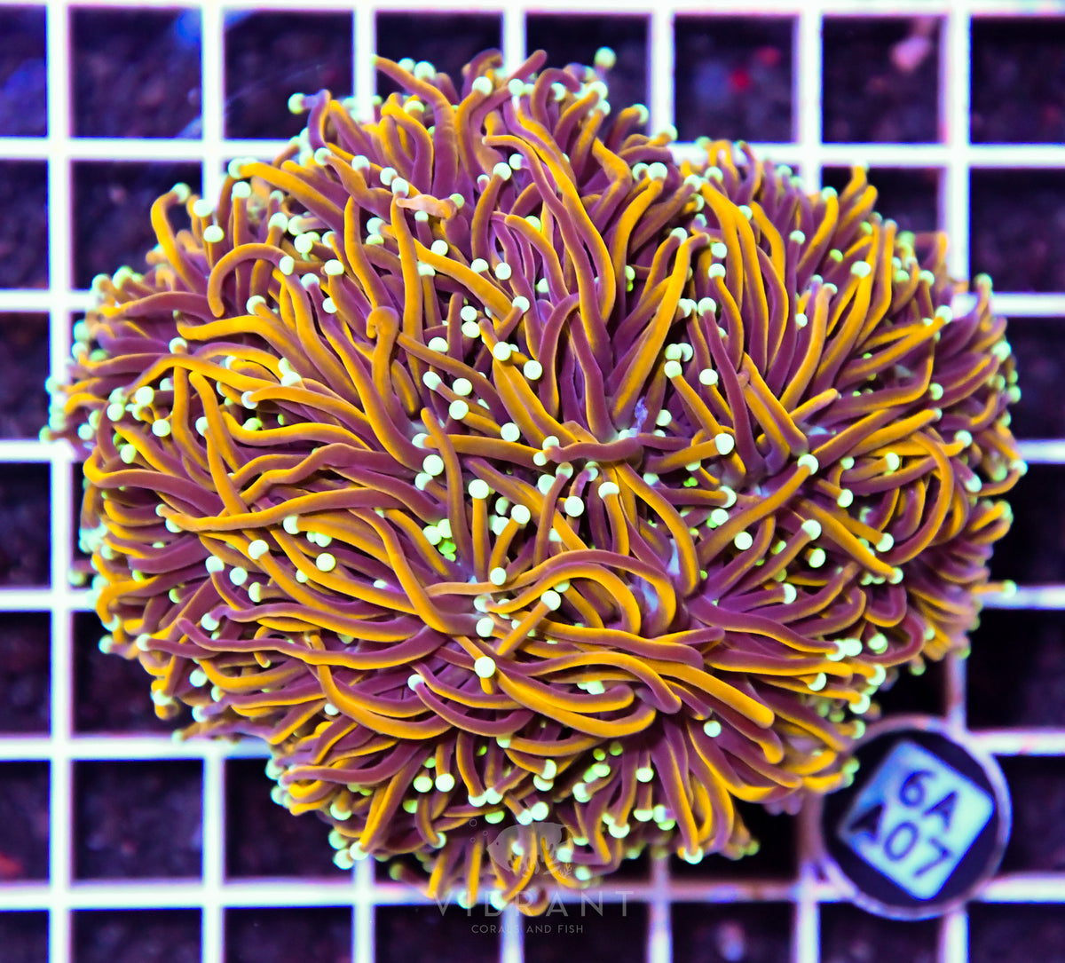 Torch INDO