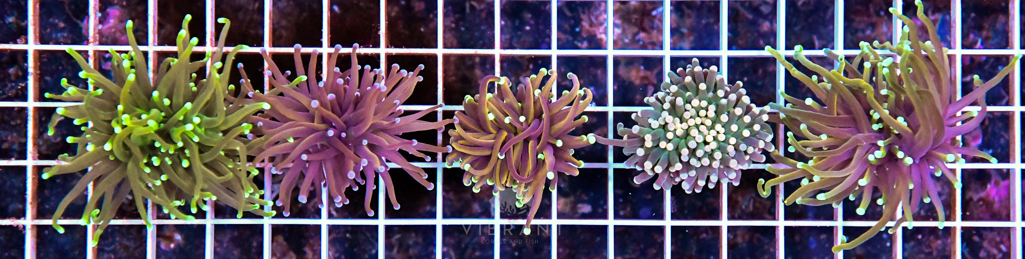 Frag Torch Pack 5hds INDO sample