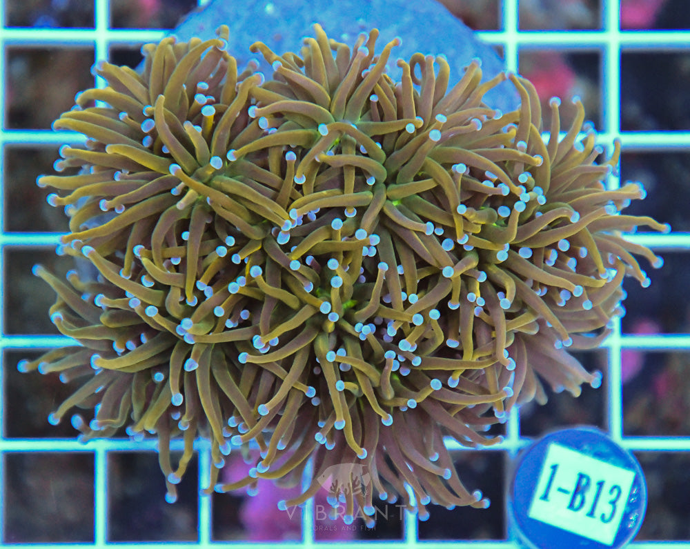 Torch Ultra INDO