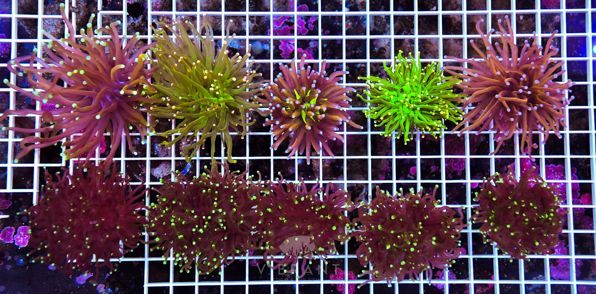 Frag Torch MIXED Pack 10hds 5 INDO & 5 WAUS SAMPLE