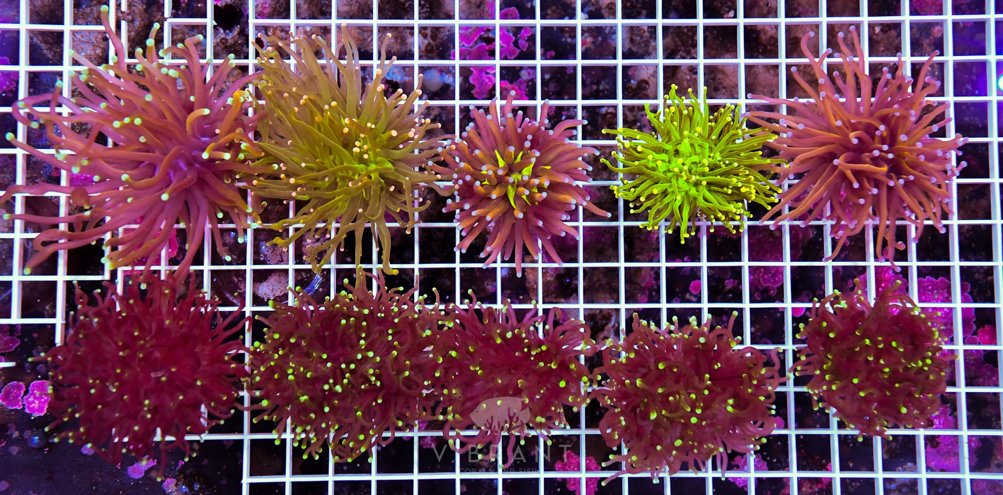 Frag Torch MIXED Pack 10hds 5 INDO & 5 WAUS SAMPLE