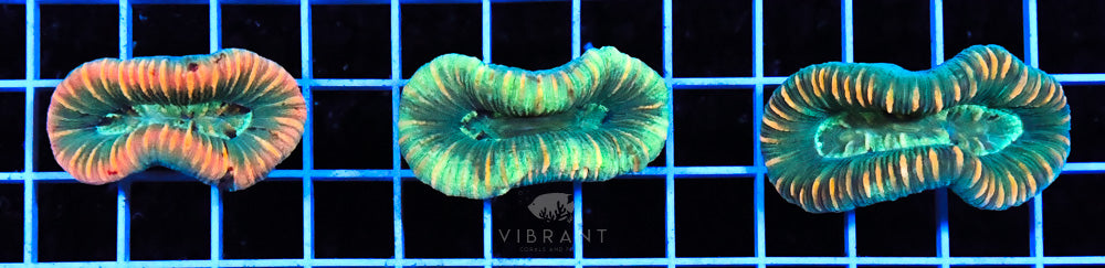 Trachy WAUS 3pc Pack SAMPLE
