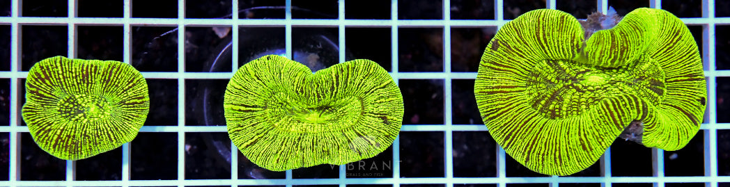 Trachy NEON MIXED SIZE AUS 3pc Pack SAMPLE