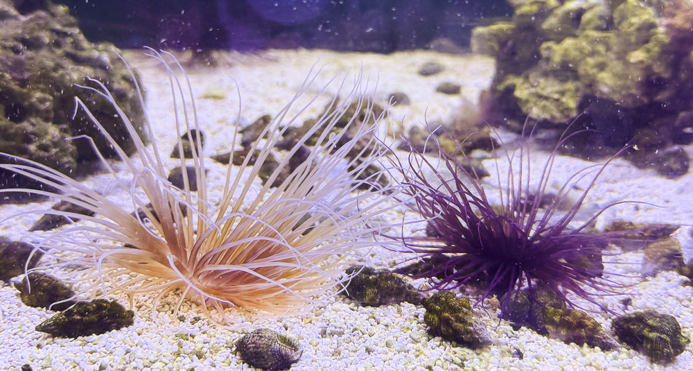 Tube Anemone SAMPLE