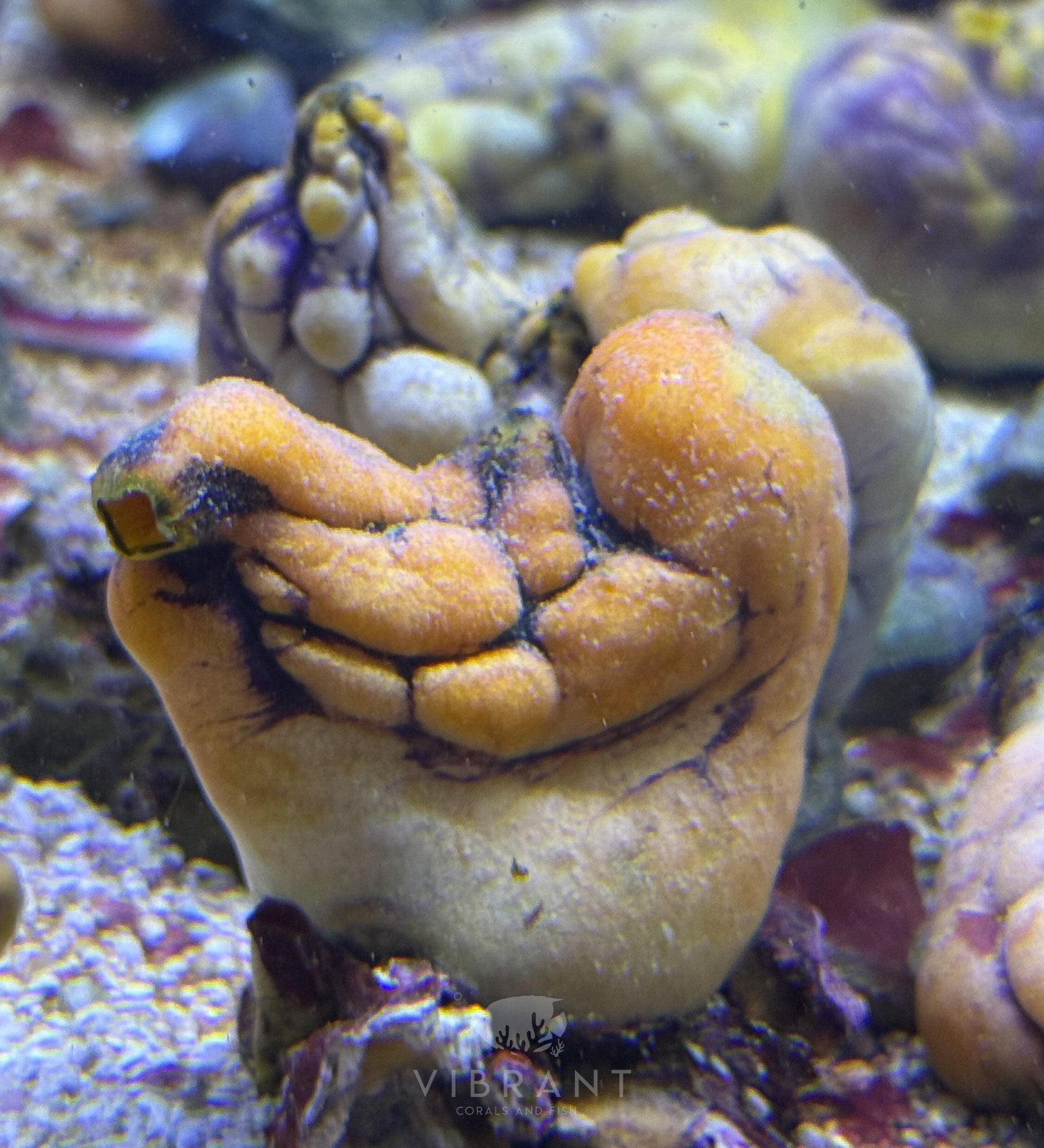 Tunicate Sea Squirt (Polycarpa aurata)