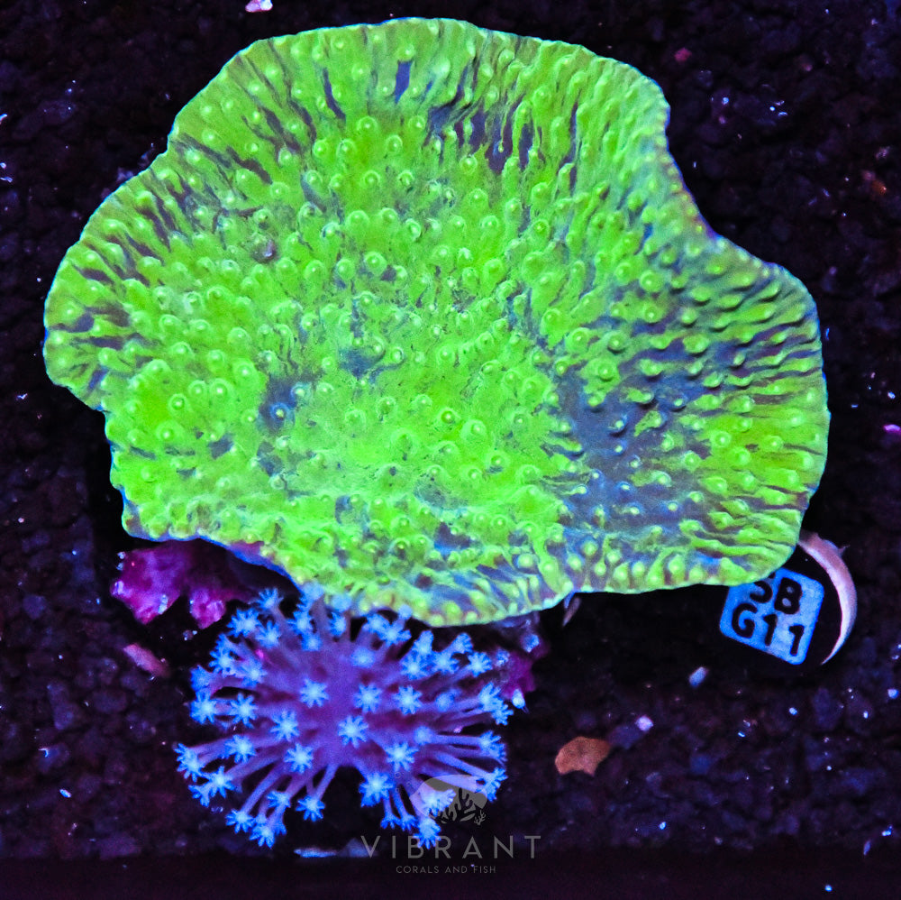 Turbinaria