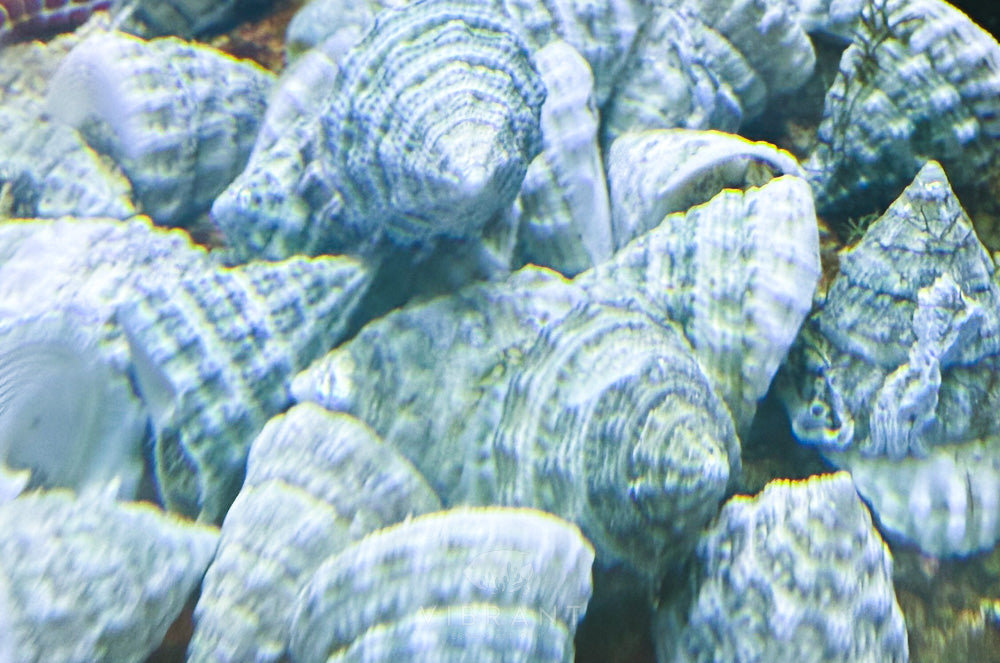 Turbo/ Top Shell Snails (Tectus fenestratus)