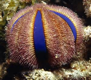 Purple Tuxedo Urchin (Pseudoboletia maculata)