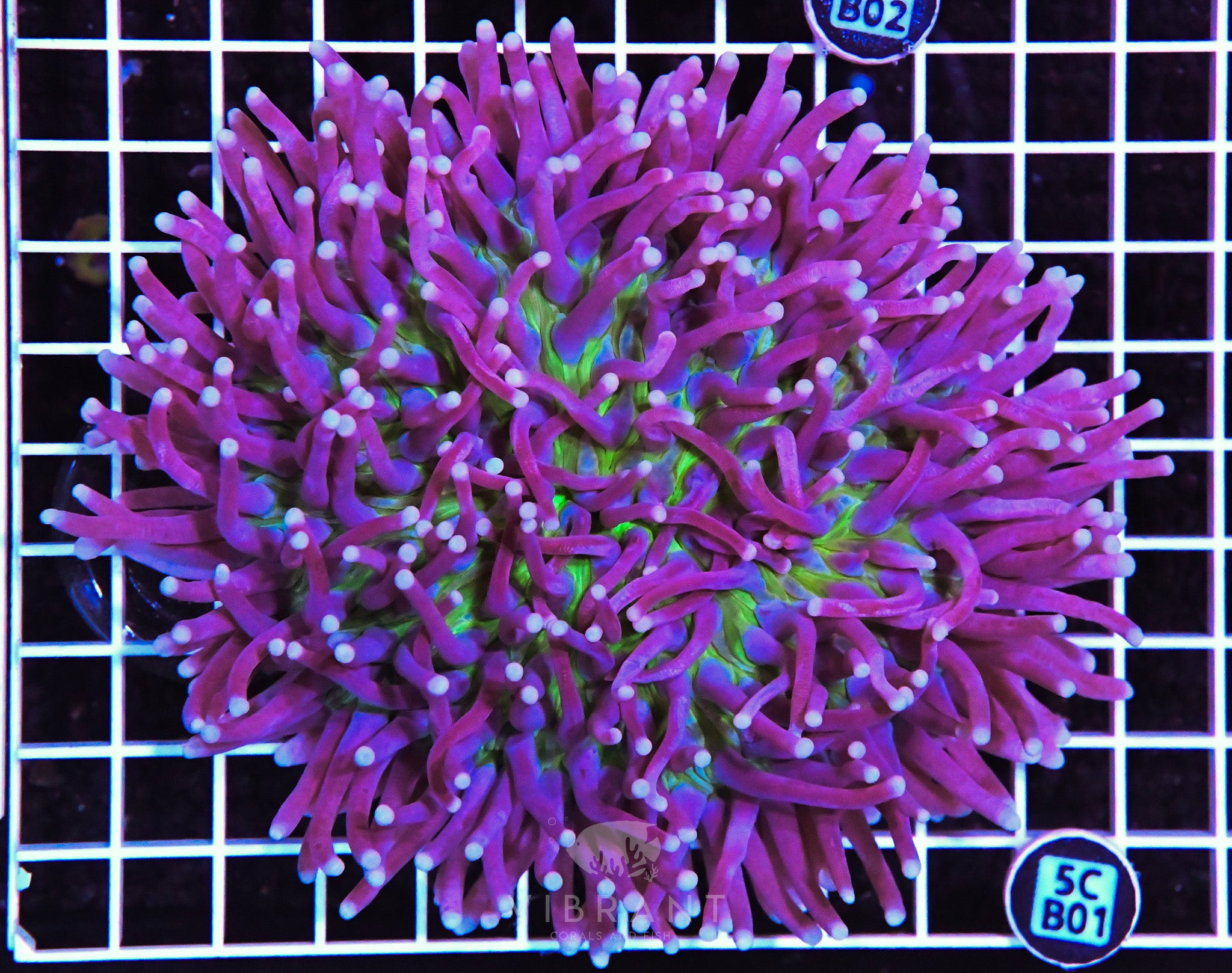 Heliofungia AUS